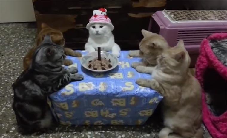 cats-hate-birthdays