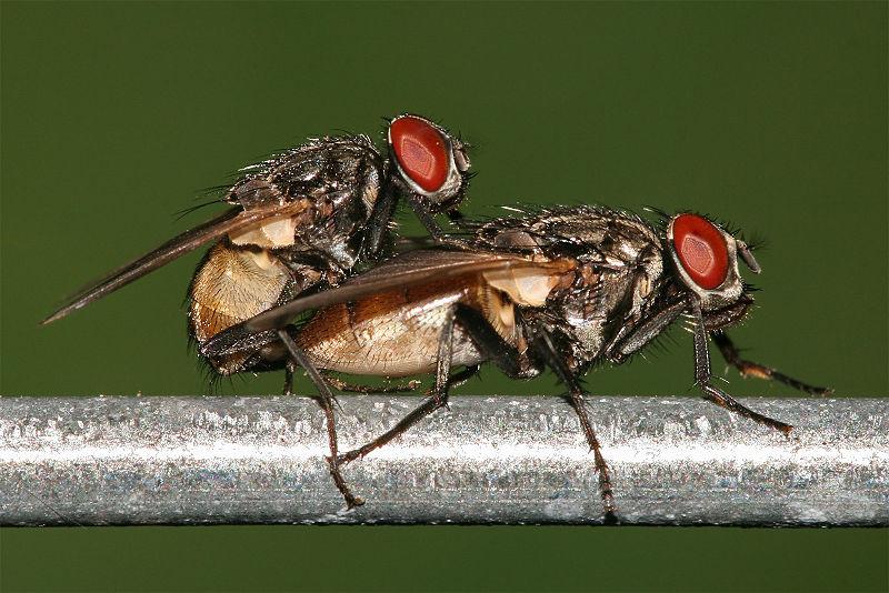 Fliegen-bei-der-Paarung