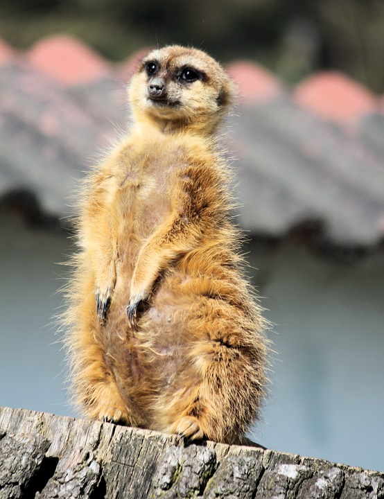 meerkat-4094144 960 720