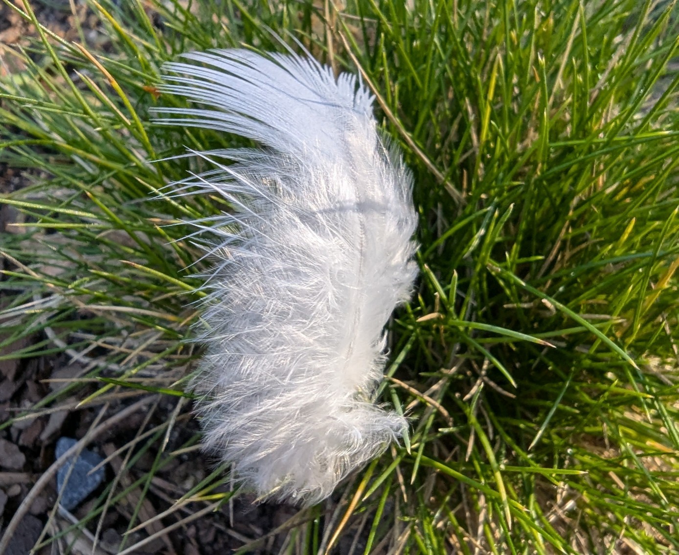 db9a76b2-e3ee-4af4-8c1f-9315ac1f466c cop