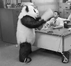 Panda Wut