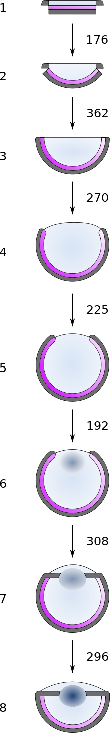 220px-Modele eye evolution Nilsson Pelge