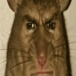 giphy