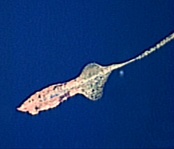 gimalditeuthis-club-350 1