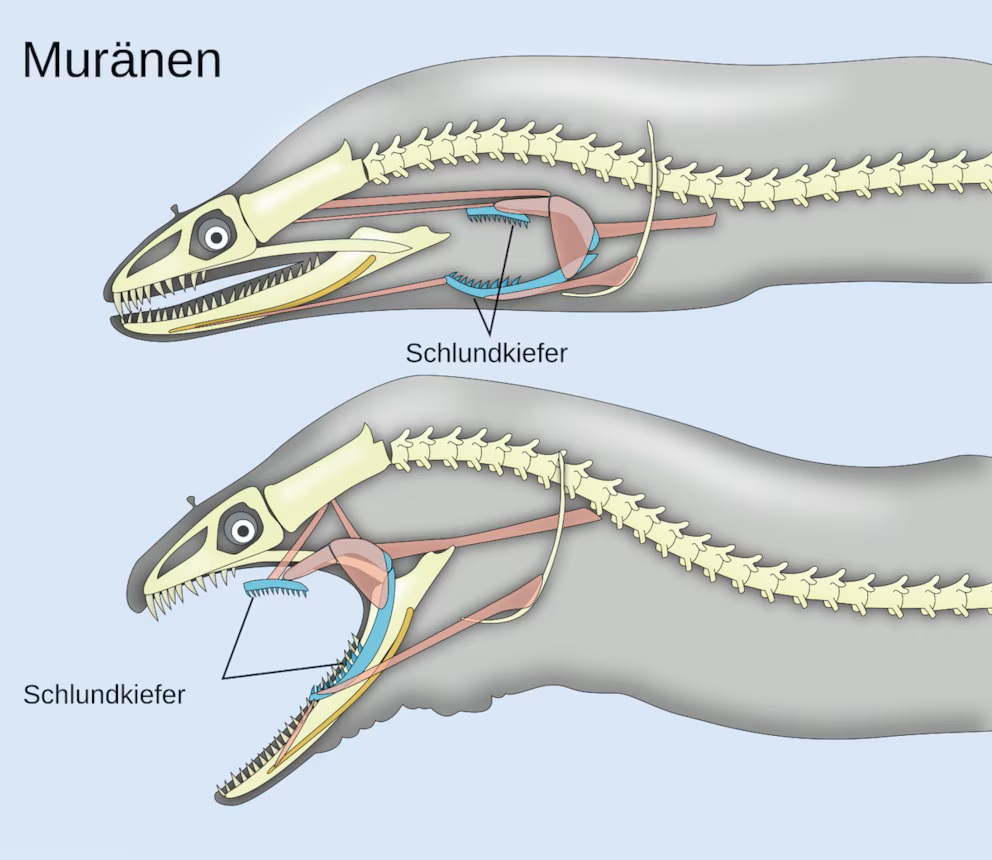 pharyngeal jaws of moray eels de.svg 