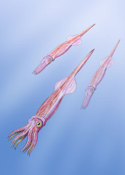 belemnite-art
