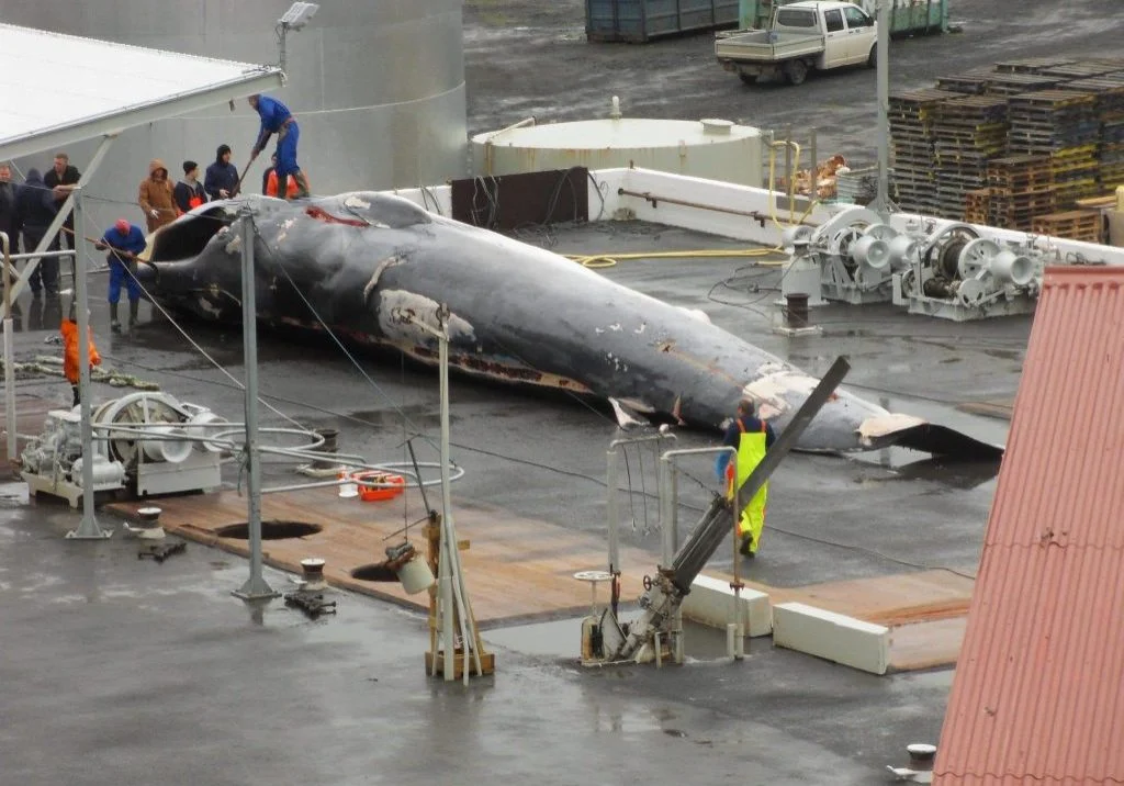 Whale-in-whaling-station-Iceland-WDC-204.webp