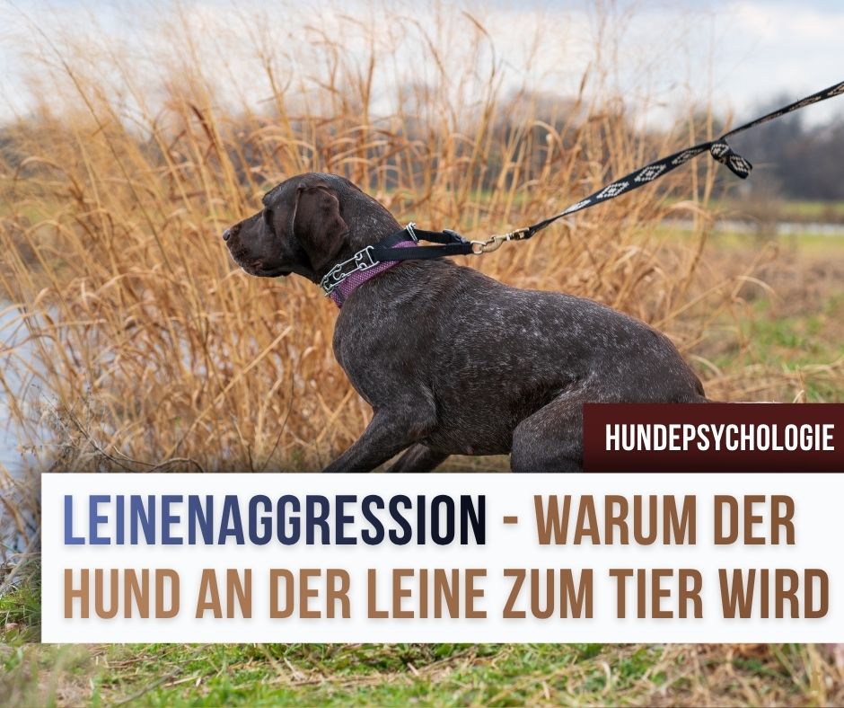leinenaggression-hund 49f9e092-a19e-4f44