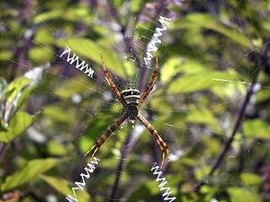 300px-Argiope anasuja