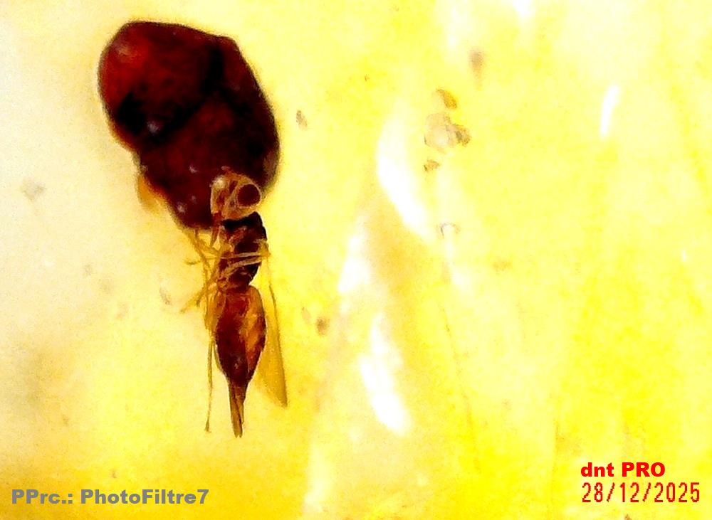 2025 1228 211507 002