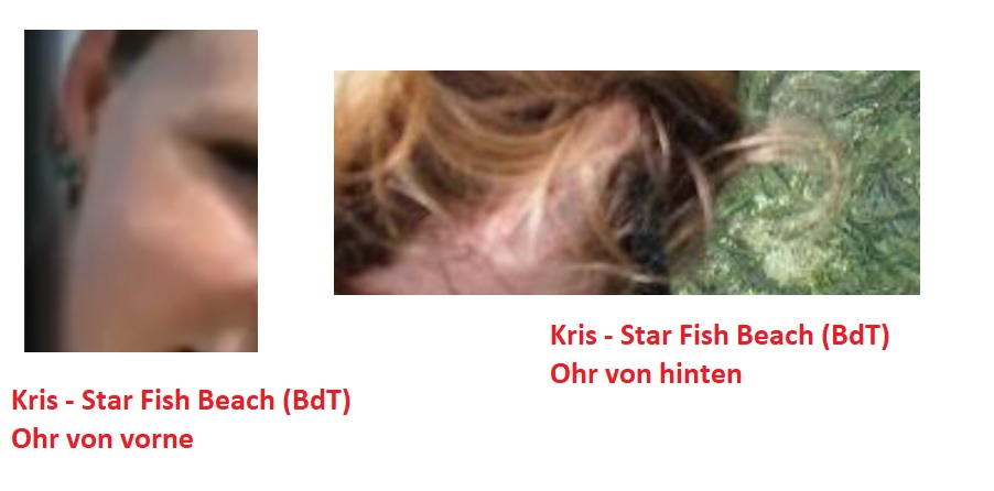Ohr Kris Star Fish Beach