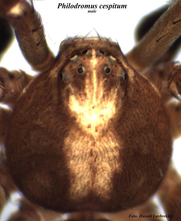 Philodromus cespitum male prosoma HLovbr