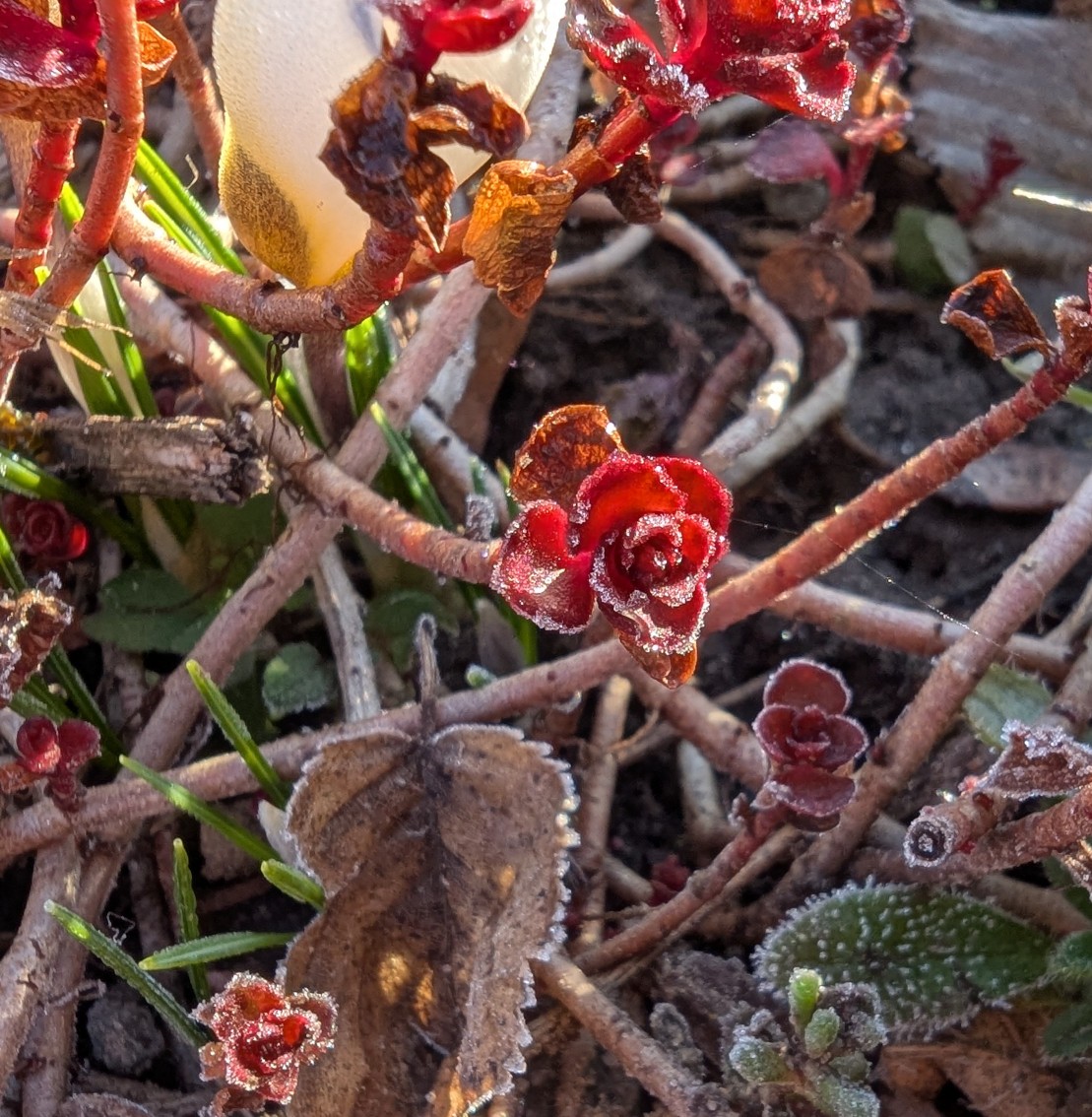 1bcbb152-fef6-4d1e-bcca-58e912f657a8 cop