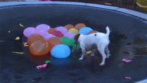Hund Wasser Ballon - Copy