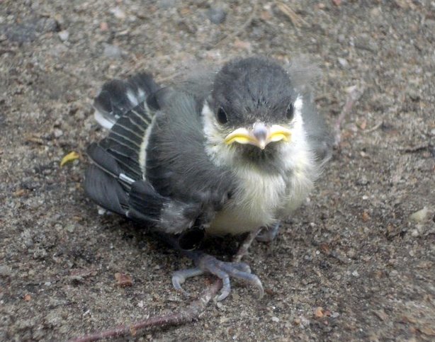 Parus major kid