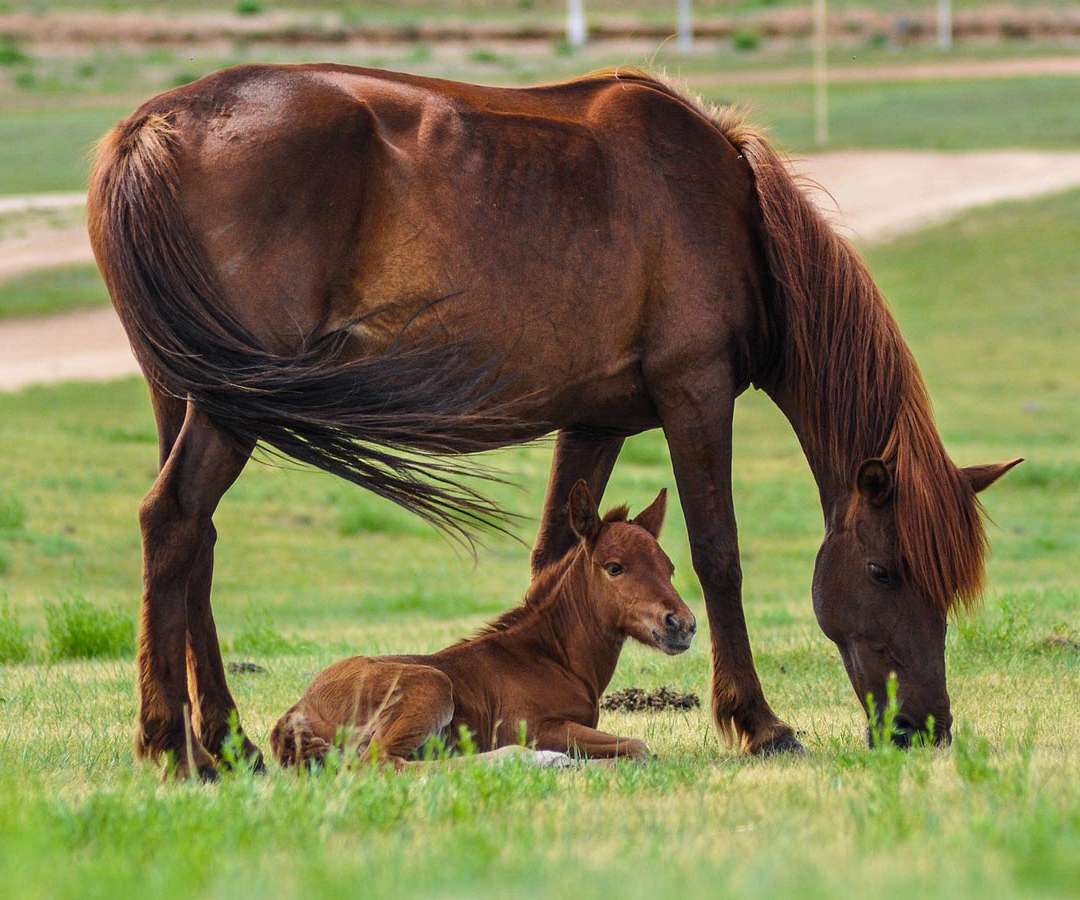 baby-horse