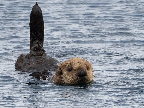 otter spioniert sat komm - Copy
