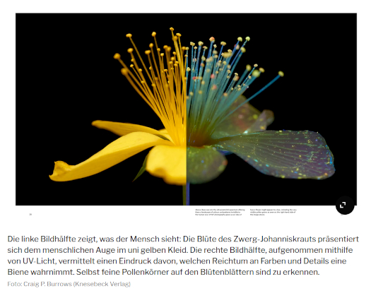 UV-Licht