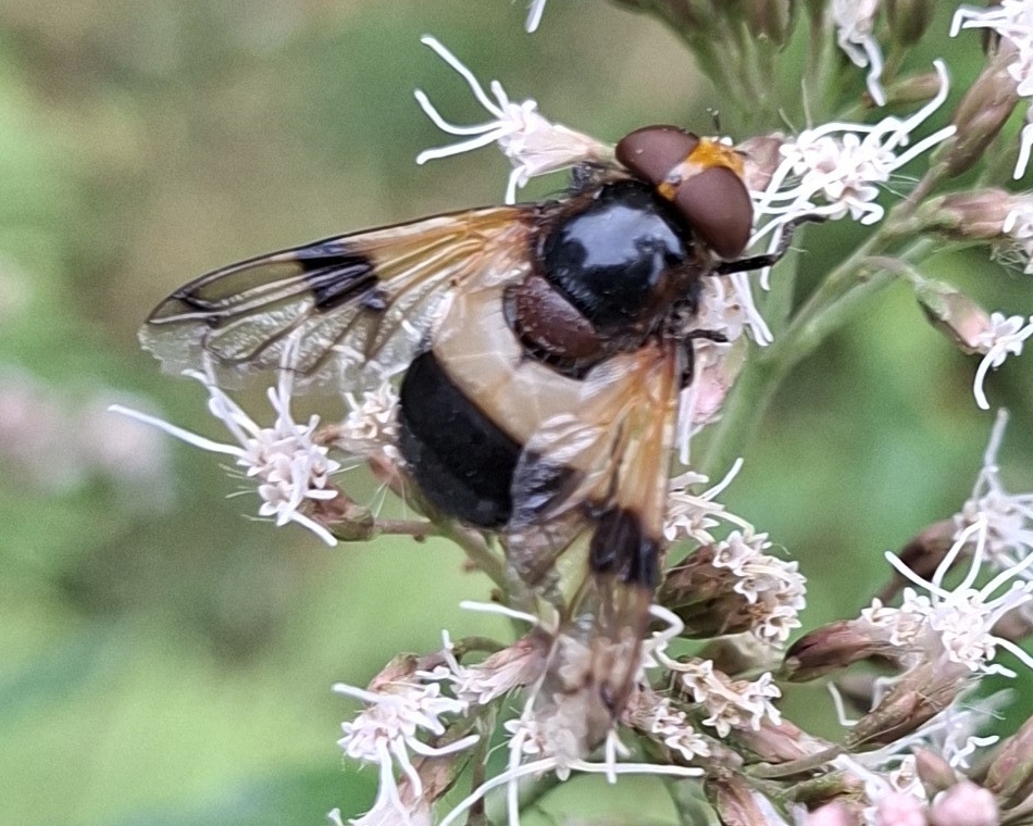 Schwebfliege-Gemeine-Waldschwebfliege