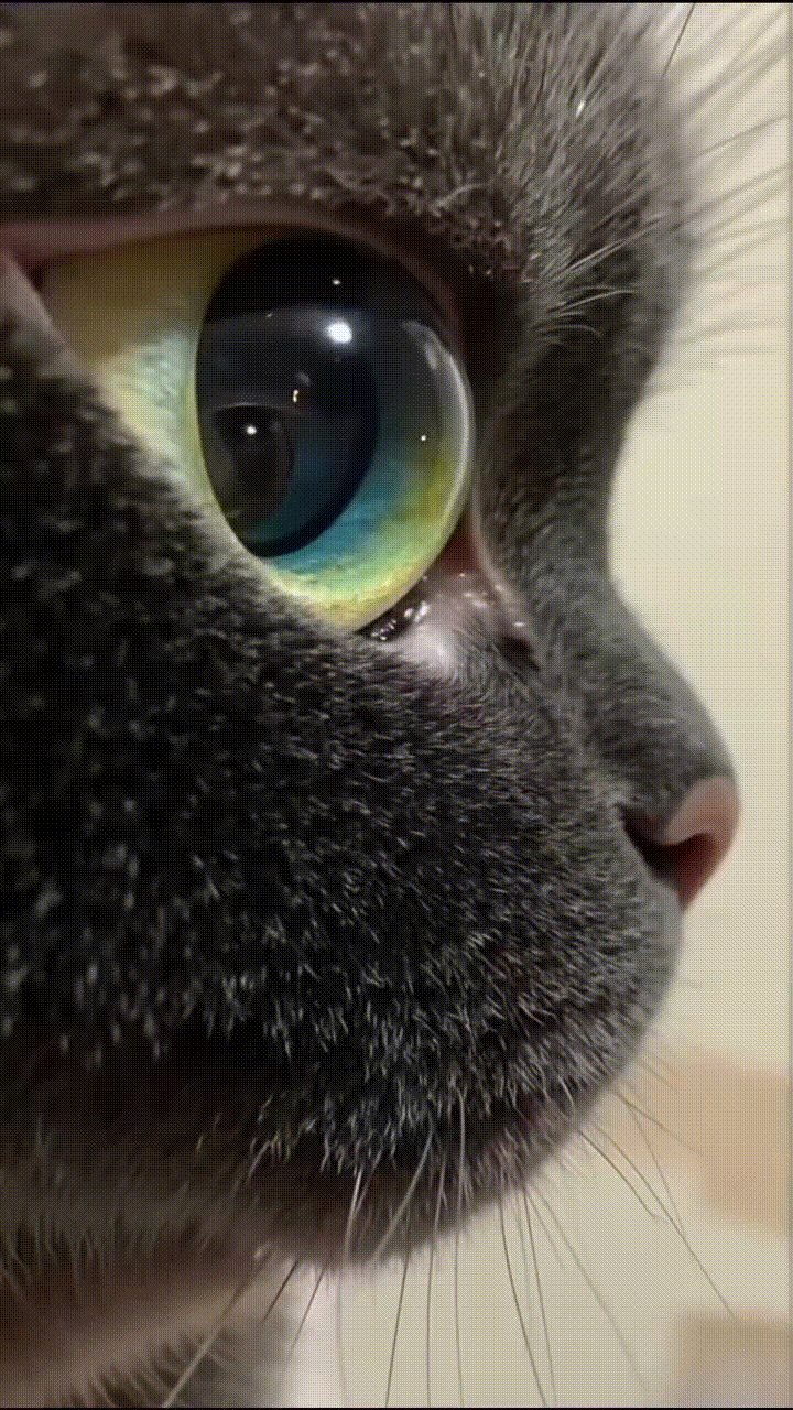 blacky