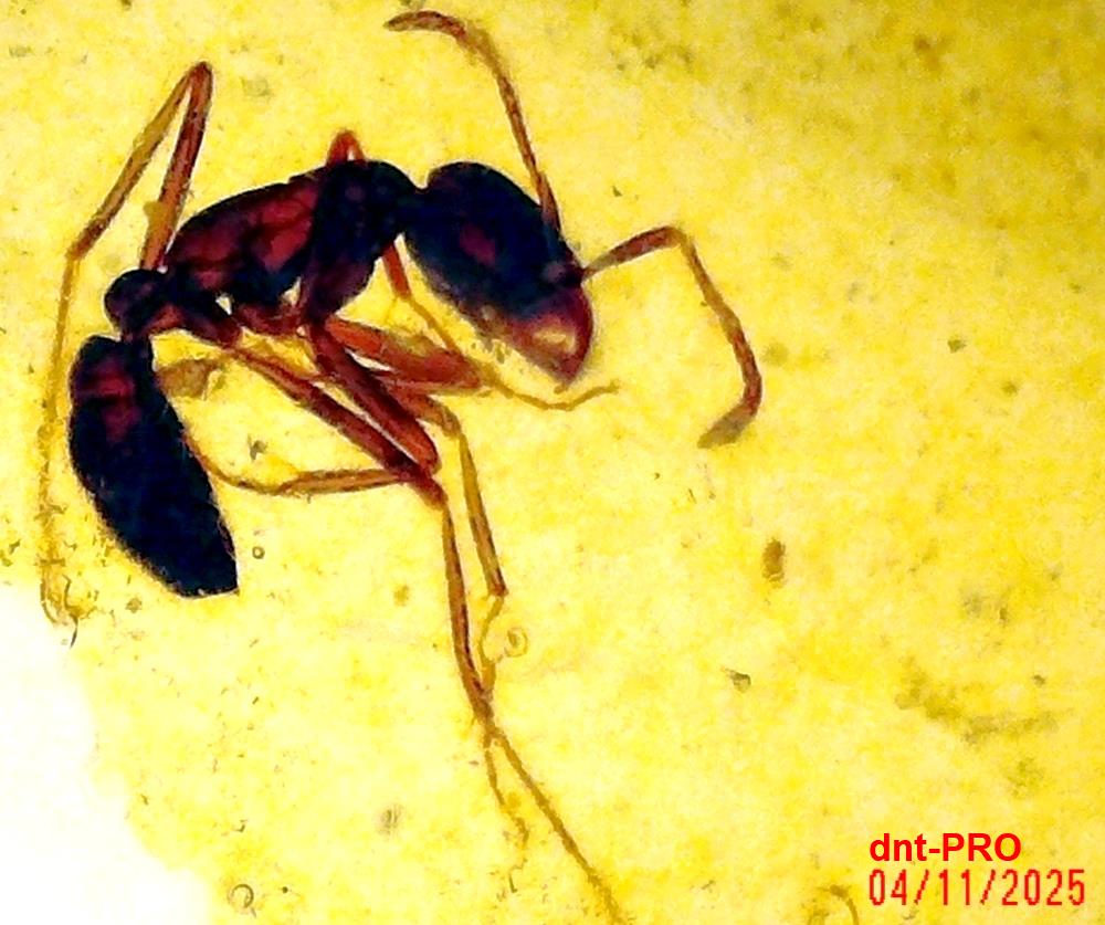 2025 1104 121649 002