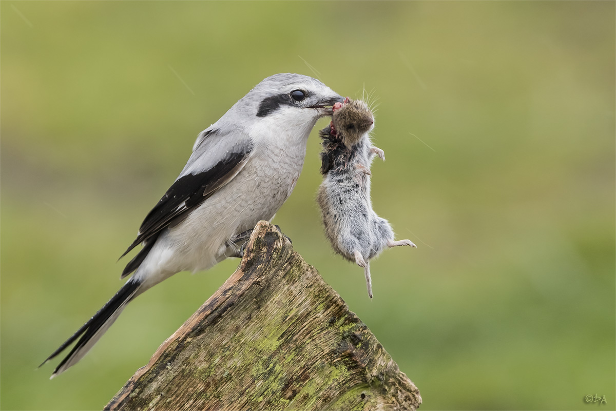 imageDirk Antons beute dirk antons maus