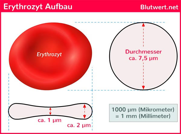 erythrozyt-aufbau-me