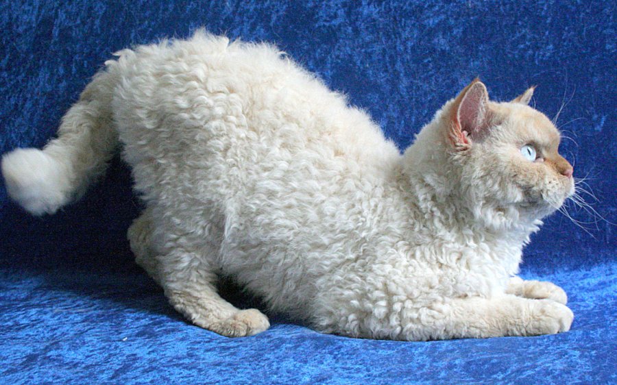 Selkirk-Rex-Katze high