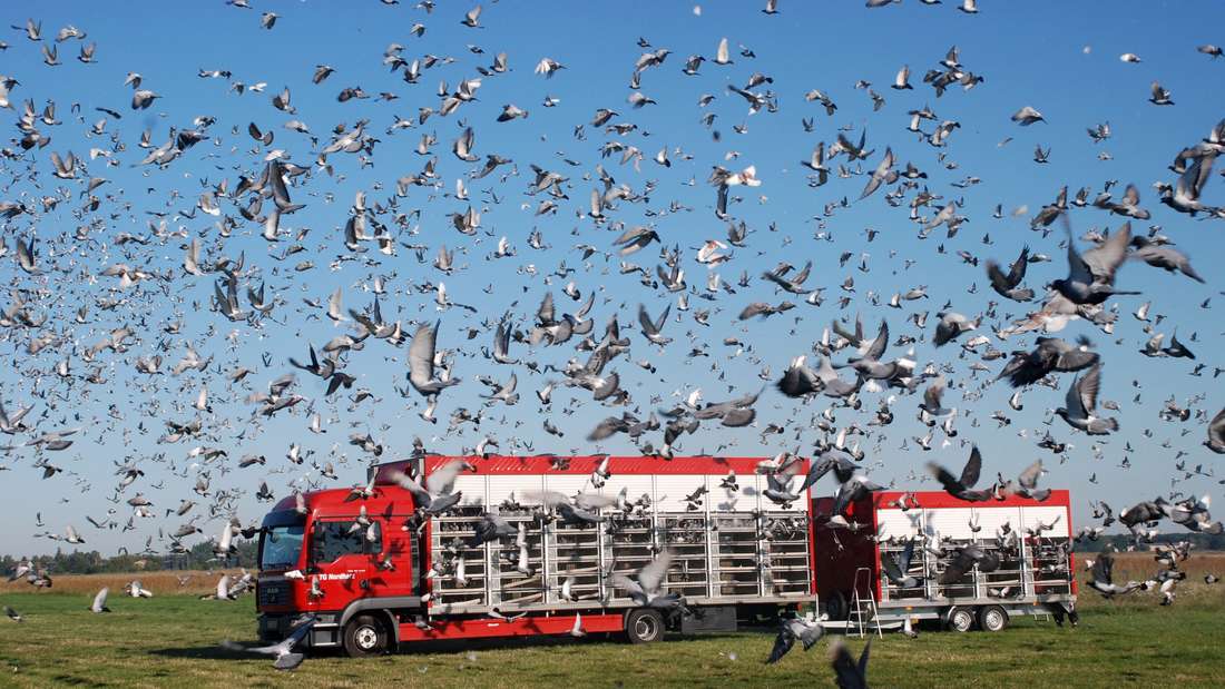 13664857-1426197655-faszination-fliegens