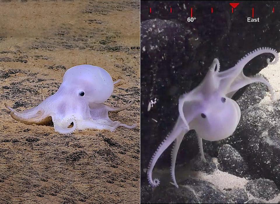 casper-ghost-octopus-hawaii