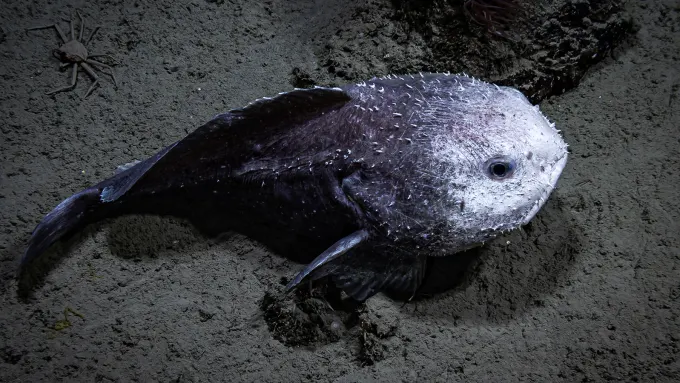 dive15-blobfish-hires.webp