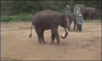 Elefant Fussball gif - Copy