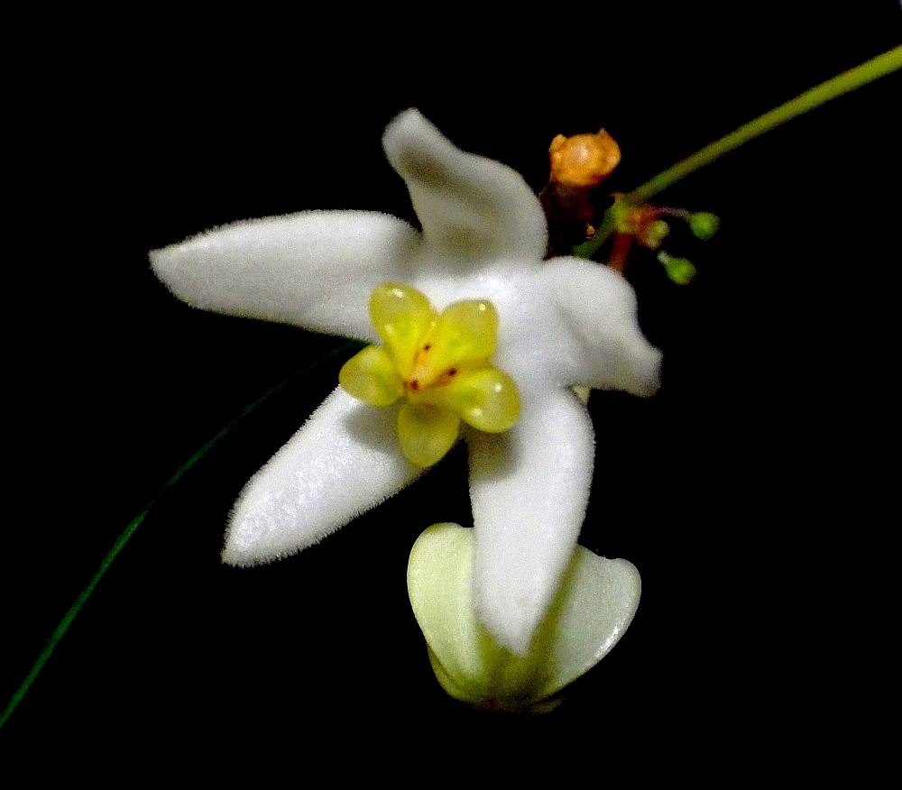 IMGP0965