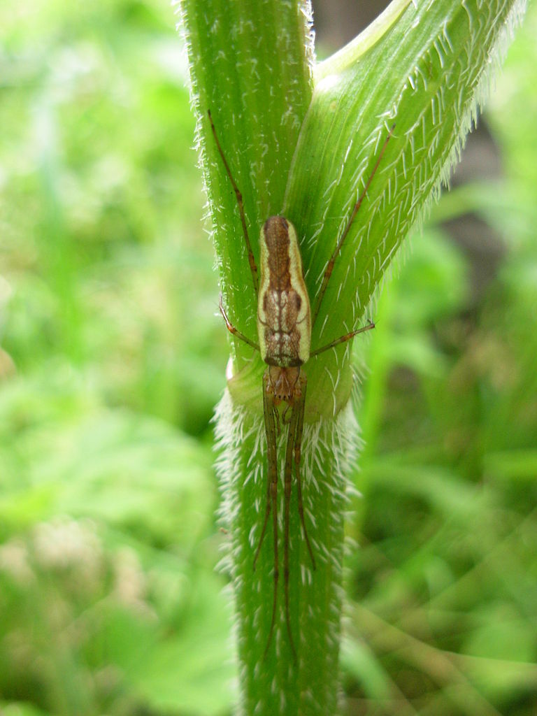 768px-Tetragnatha extensa