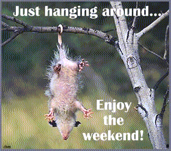 Mouse-hanging-for-enjoying-weekend