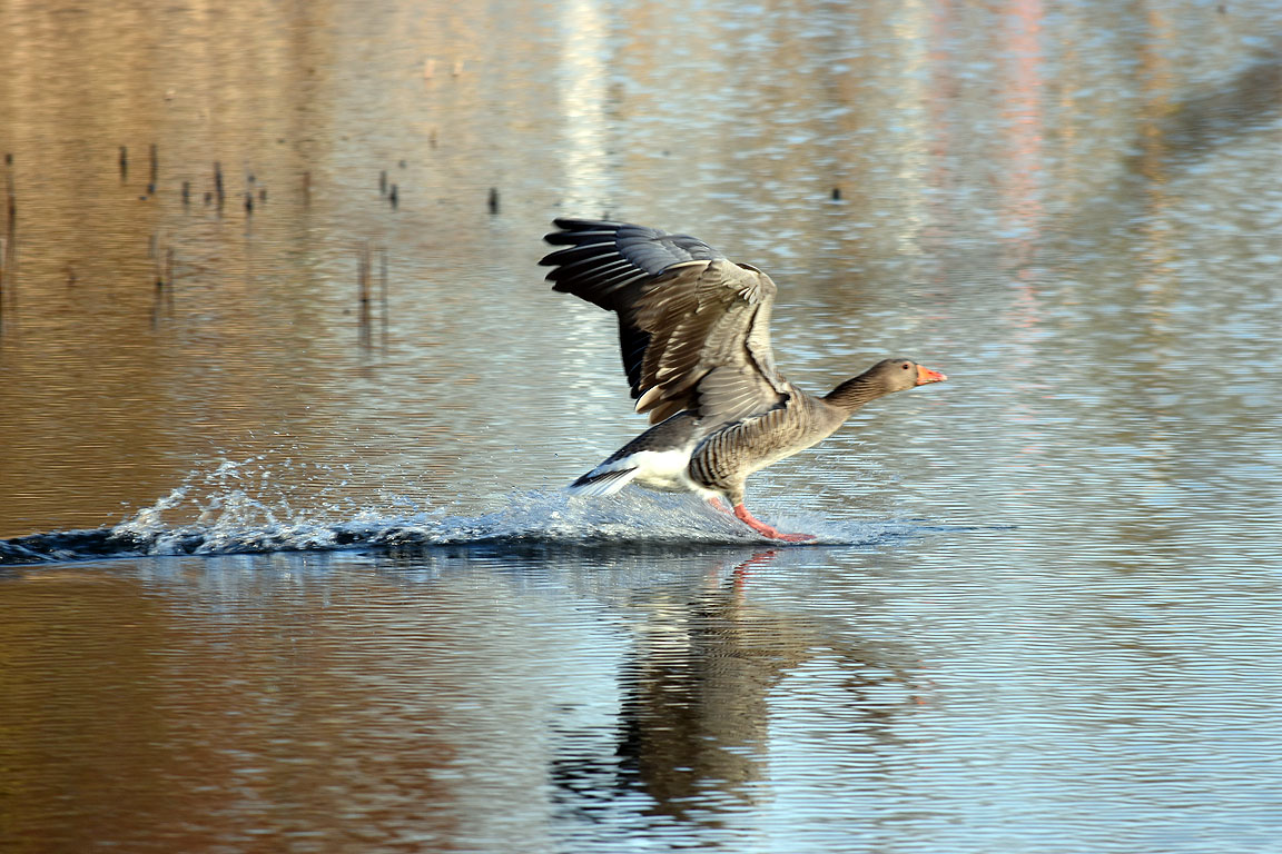 54f068c2-878f-4b61-ba67-6d77fc8fb82f