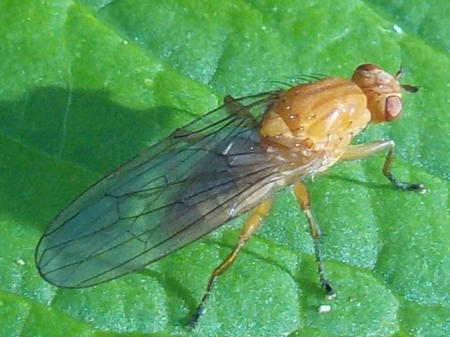 RSCN0395