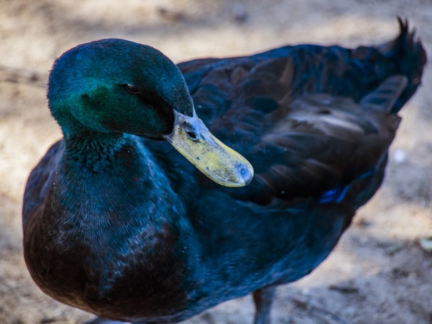 domestic-cayuga-duck