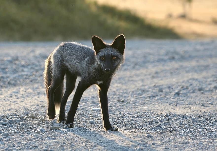 silver-fox-red-fox-melanistic-fox-black-