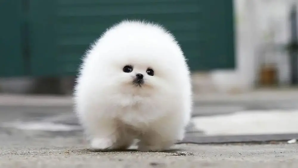 weisser-flauschiger-hund-laeuft-ueber-ei.webp