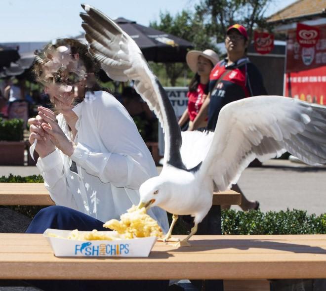 evil-seagulls-stealing-food-12