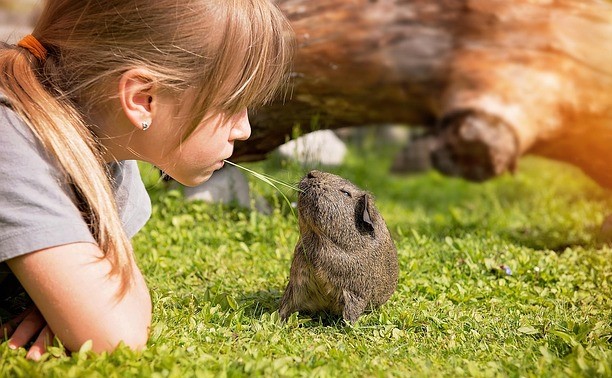 pezibear-guinea-pig-792524 640