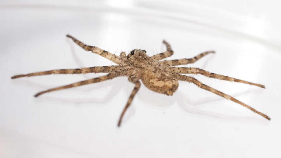 lateral-spider-c-2015-yu-zeng