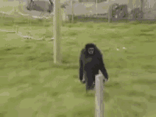 monkey-walking