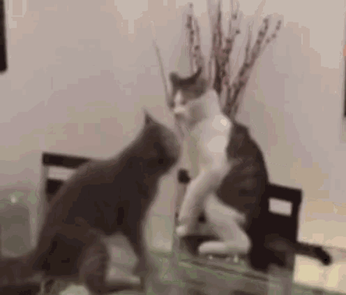 cats-wrestling