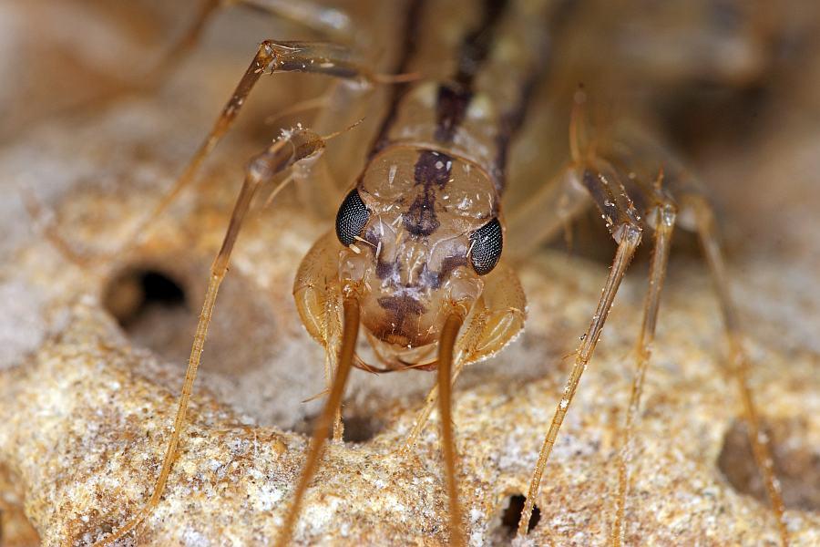 Scutigera coleoptrata 01 18-09-2014