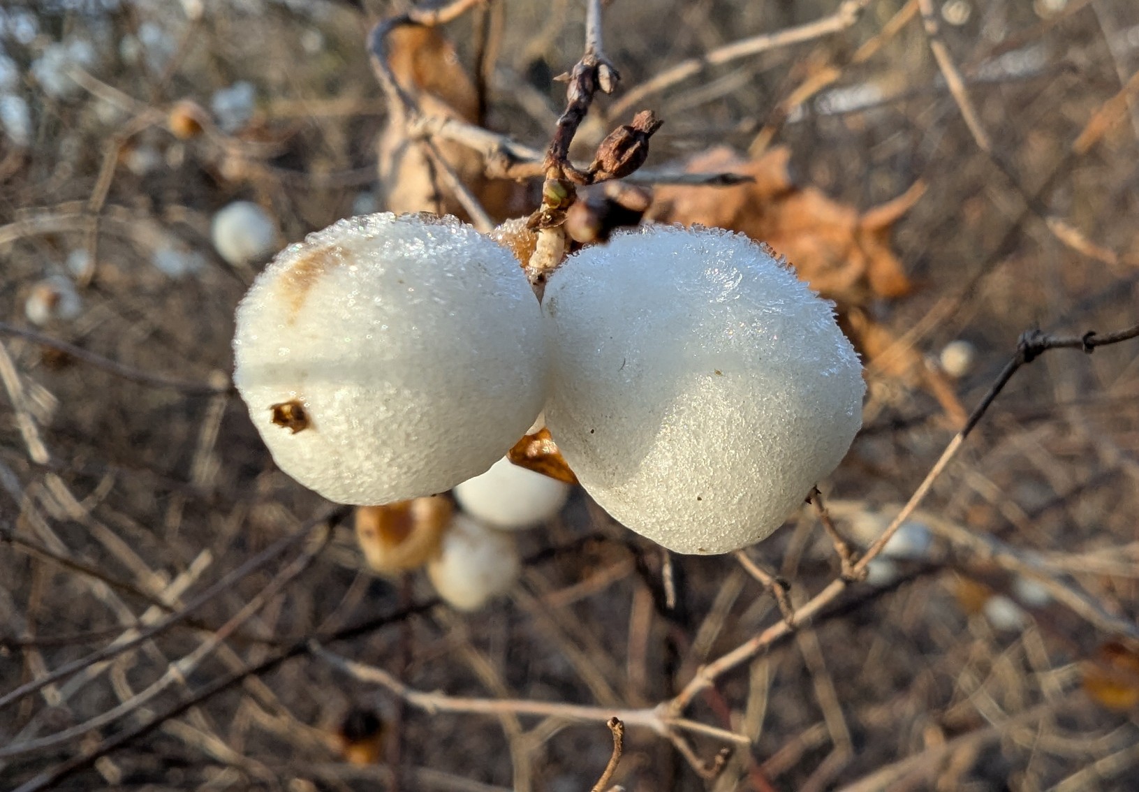 60ded8ab-43b0-47fd-b20e-08624ecfcdc3 cop