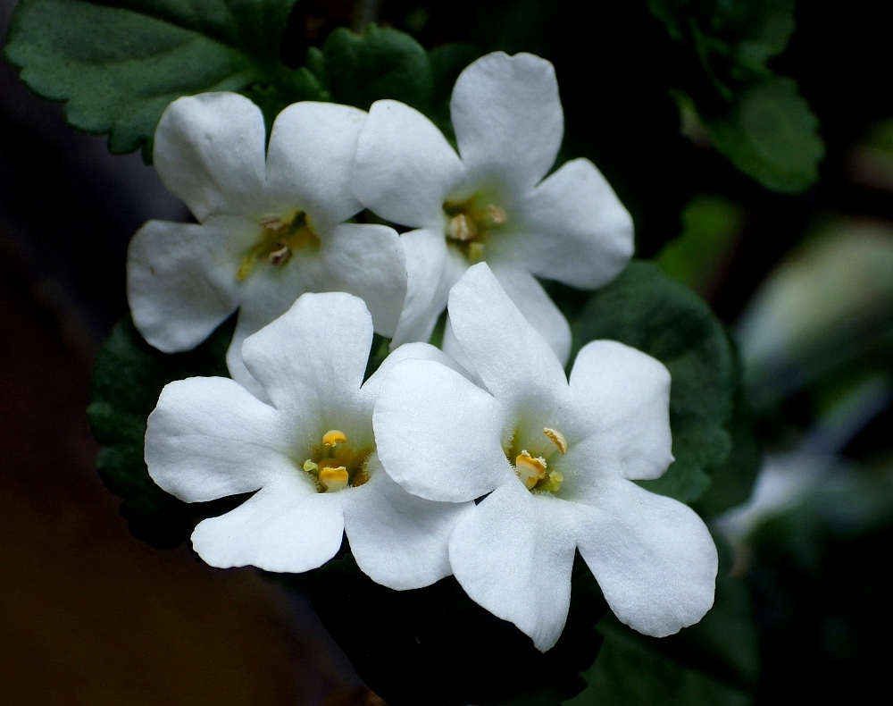 IMGP0890
