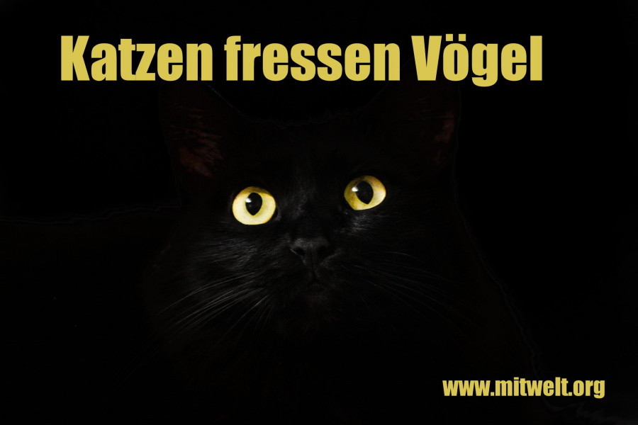 katzen fressen vgel - Copy