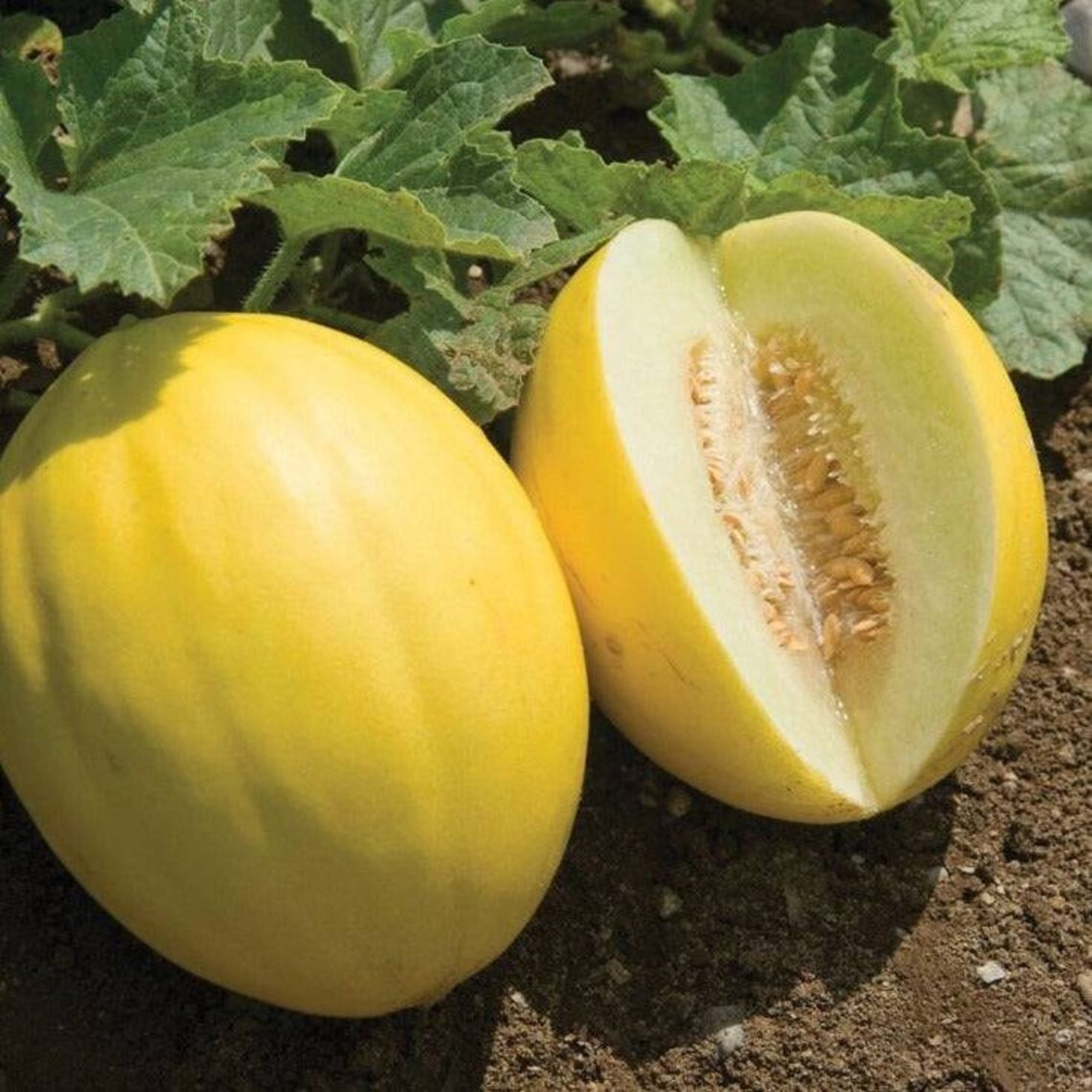 2283 Canary Yellow Melon 47803